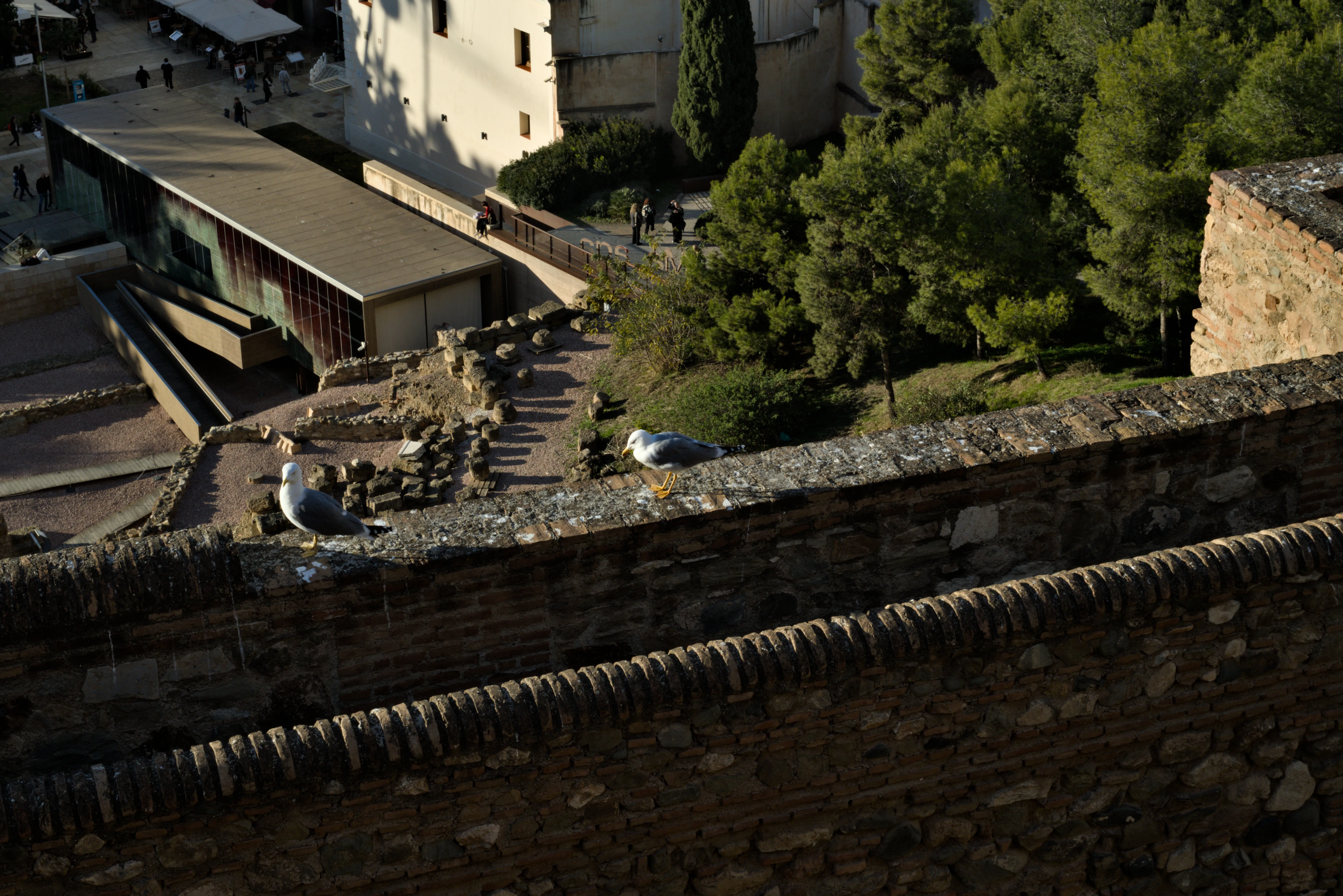 Meyer-Optik Görlitz Primagon 35mm f4.5 (M42) - _I4A7508.webp